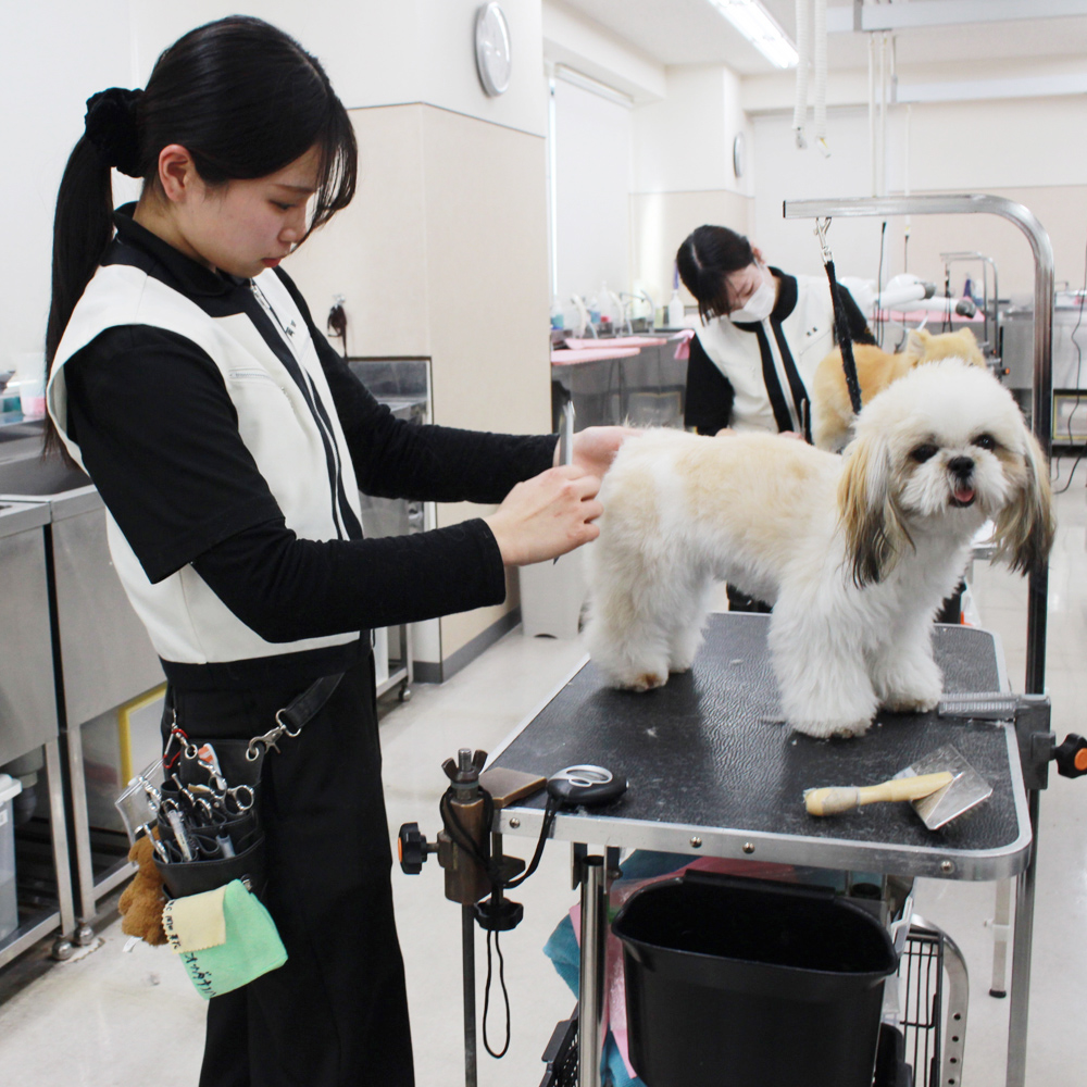 １年生モデル犬と一緒にトリミング実習！